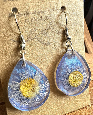 Close-up of blue resin teardrop earrings with white pressed daisy on display card