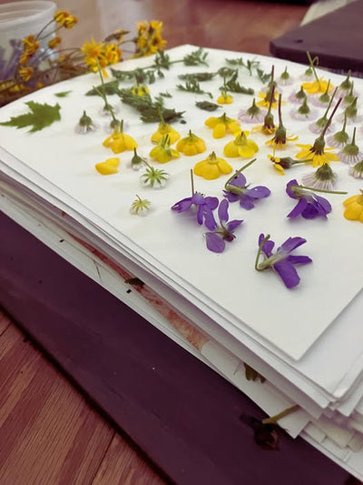 Fresh flowers being laid out on a flower press — the beginning of the floral preservation process at R&D Floral in Floyd, Virginia